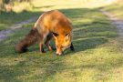 Rotfuchs in den Amsterdamse Waterleidingduinen