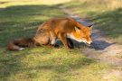 Rotfuchs in den Amsterdamse Waterduinen