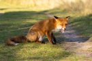 Rotfuchs in den Amsterdamse Waterduinen