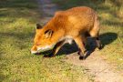 Rotfuchs in den Amsterdamse Waterleidingduinen