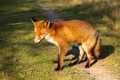 Rotfuchs in den Amsterdamse Waterleidingduinen