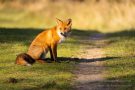 Rotfuchs in den Amsterdamse Waterleidingduinen