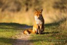 Rotfuchs in den Amsterdamse Waterleidingduinen