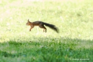 Eichhörnchen (Sciurus vulgaris)