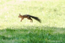 Eichhörnchen (Sciurus vulgaris)