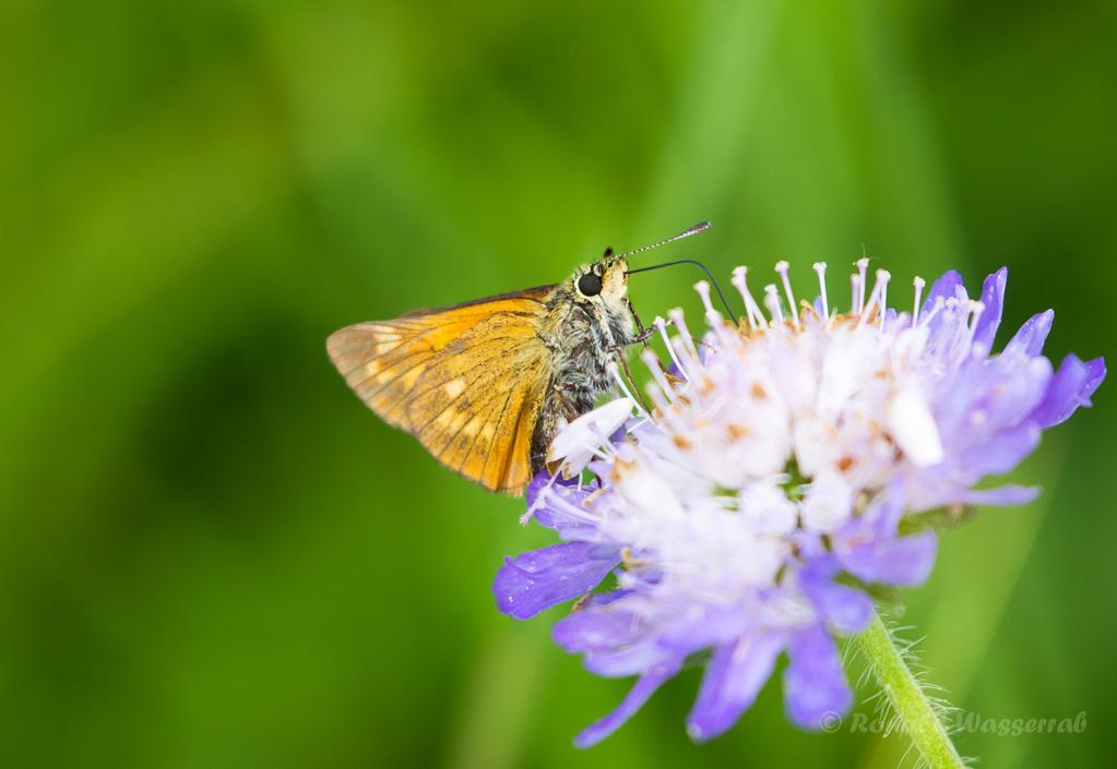 Komma-Dickkopffalter (Hesperia comma)