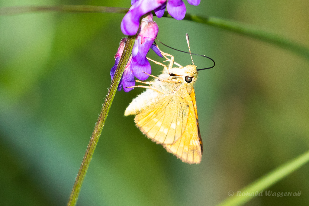 Komma-Dickkopffalter (Hesperia comma)