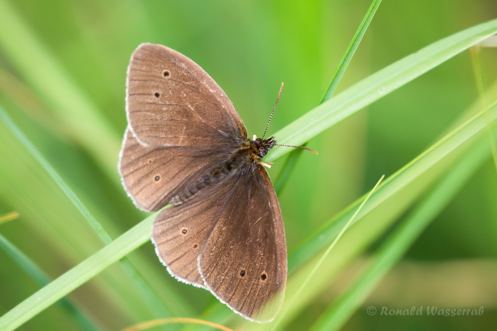 Brauner Waldvogel (Aphantopus hyperantus)