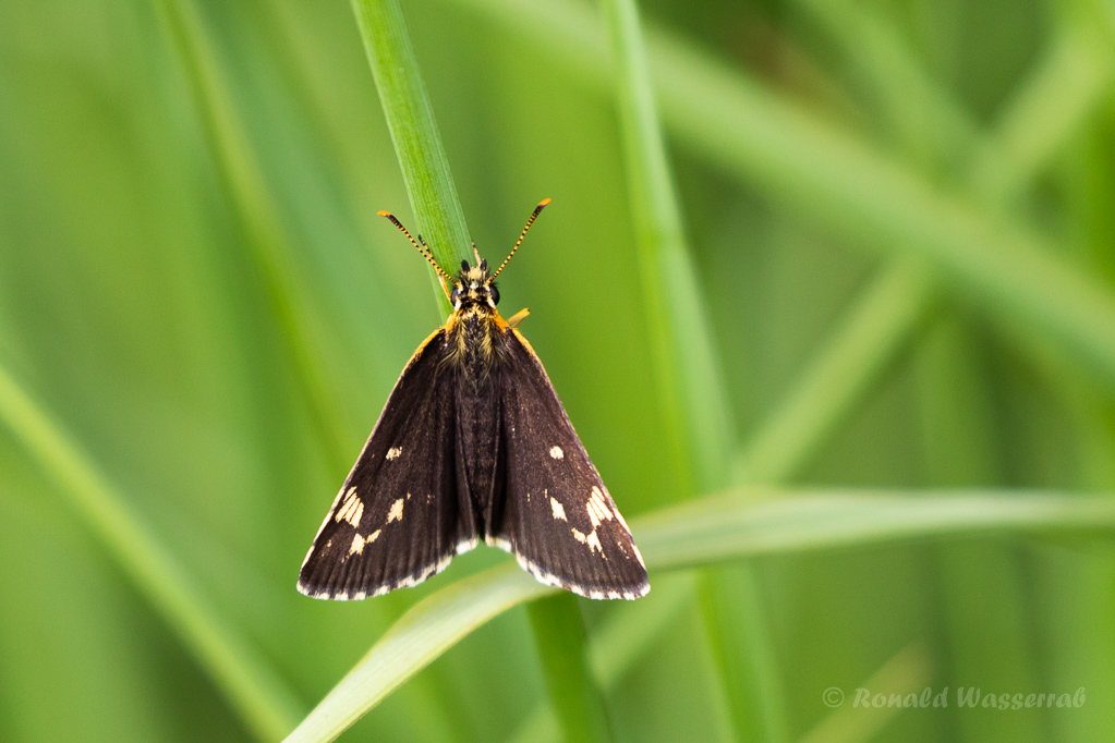 Spiegelfleck-Dickkopffalter (Heteropterus morpheus)