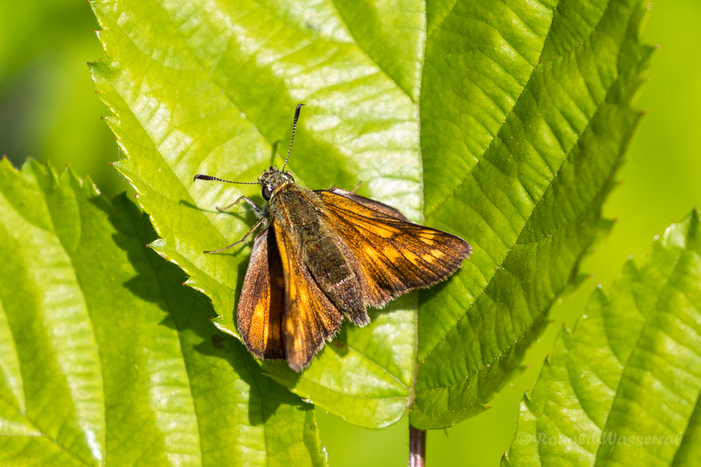 Komma-Dickkopffalter (Hesperia comma)