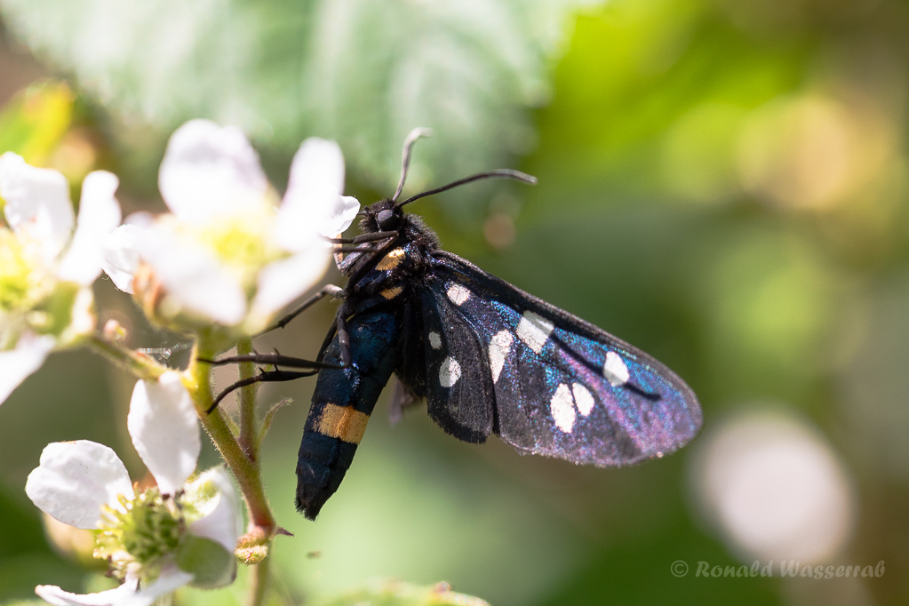 Weißfleck-Widderchen (Amata phegea)