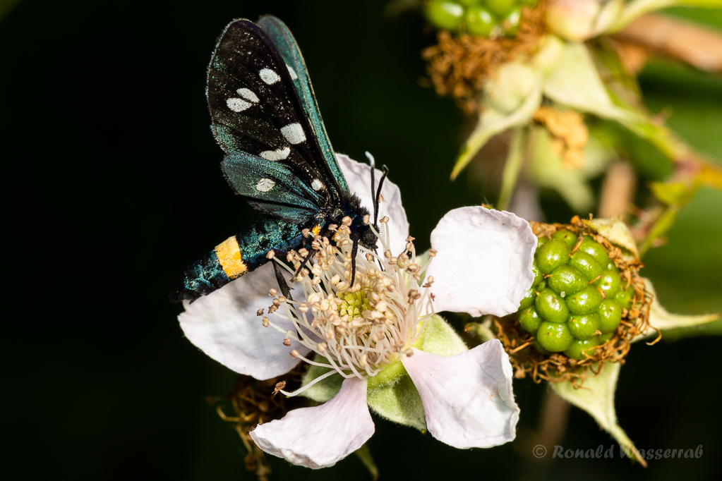 Weißfleck-Widderchen (Amata phegea)