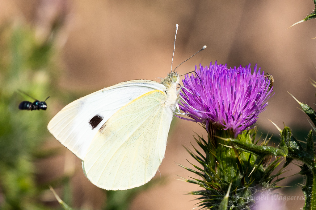 Großer Kohlweißling (Pieris brassicae)