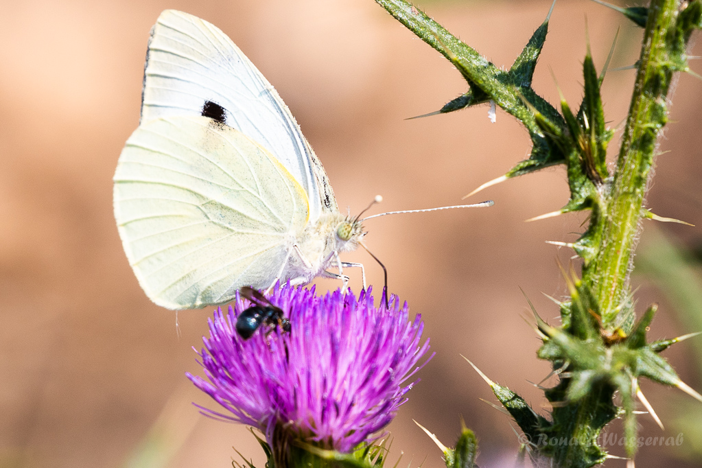 Großer Kohlweißling (Pieris brassicae)