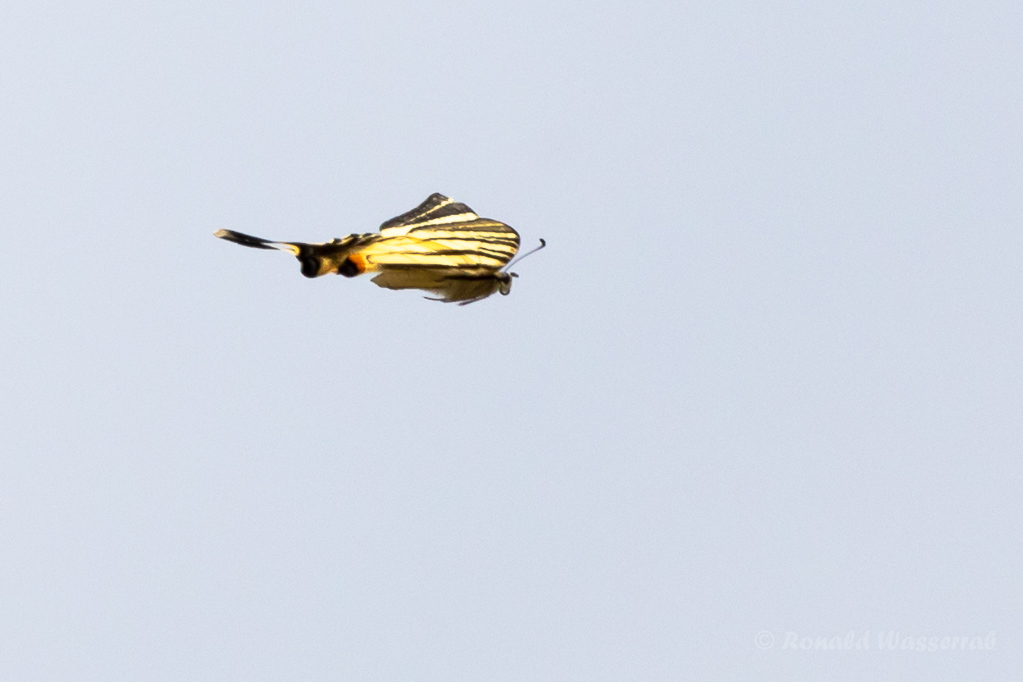 Segelfalter (Iphiclides podalirius)