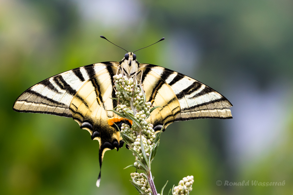 Segelfalter (Iphiclides podalirius)