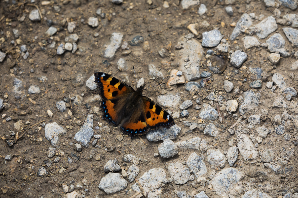 Kleiner Fuchs (Aglais urticae)