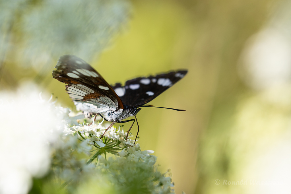 Blauschwarzer Eisvogel (Limenitis reducta)