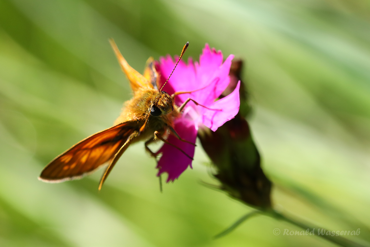 Braunkolbiger Braun-Dickkopffalter (Thymelicus sylvestris)