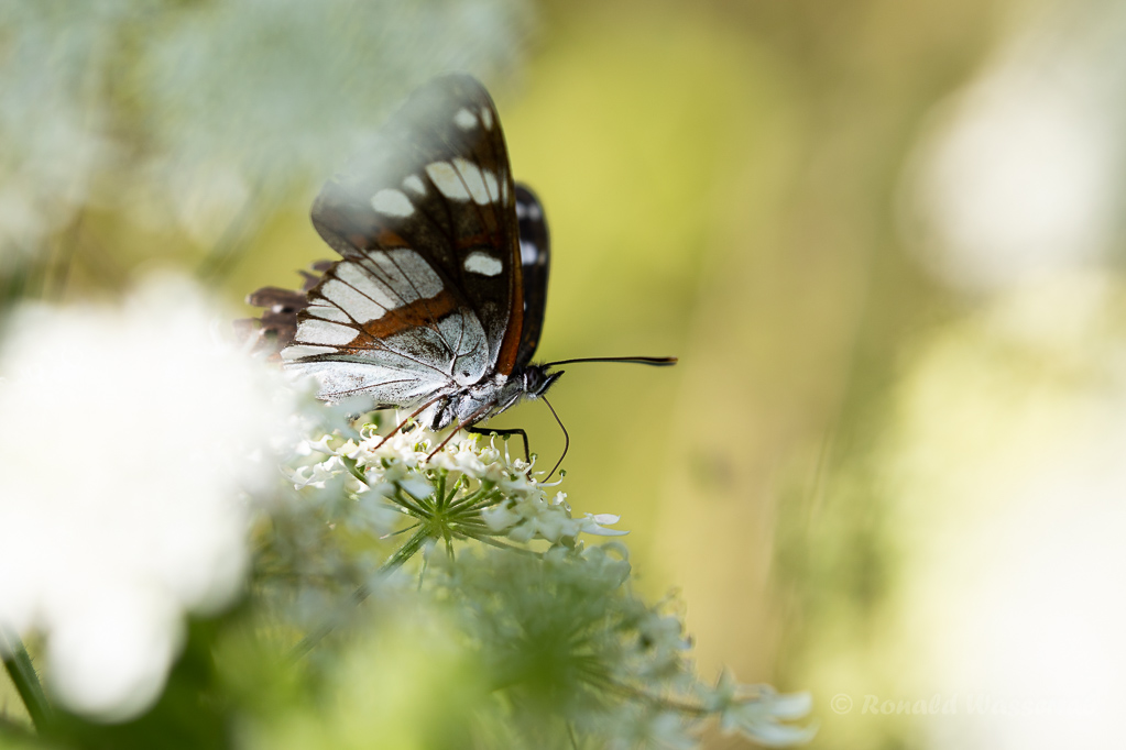 Blauschwarzer Eisvogel (Limenitis reducta)