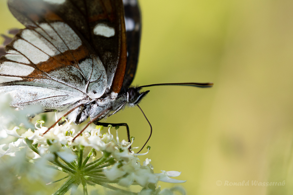 Blauschwarzer Eisvogel (Limenitis reducta)
