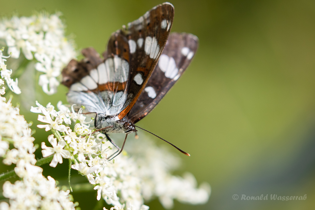 Blauschwarzer Eisvogel (Limenitis reducta)