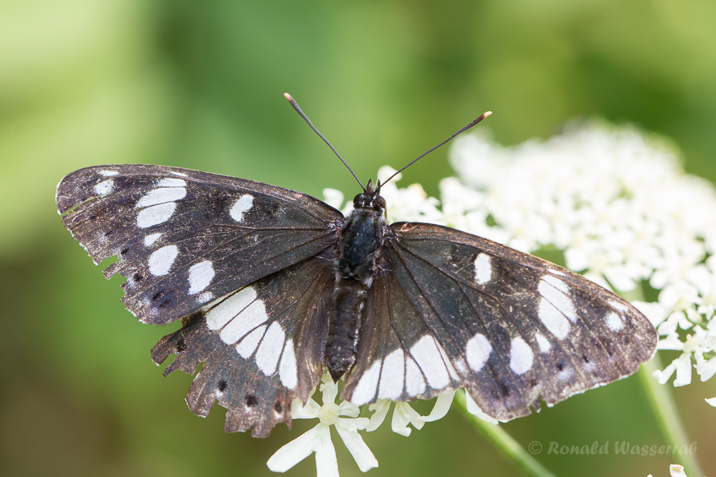 Blauschwarzer Eisvogel (Limenitis reducta)