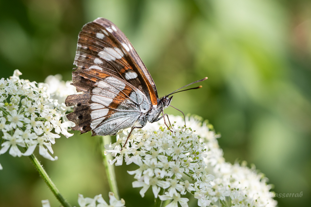 Blauschwarzer Eisvogel (Limenitis reducta)