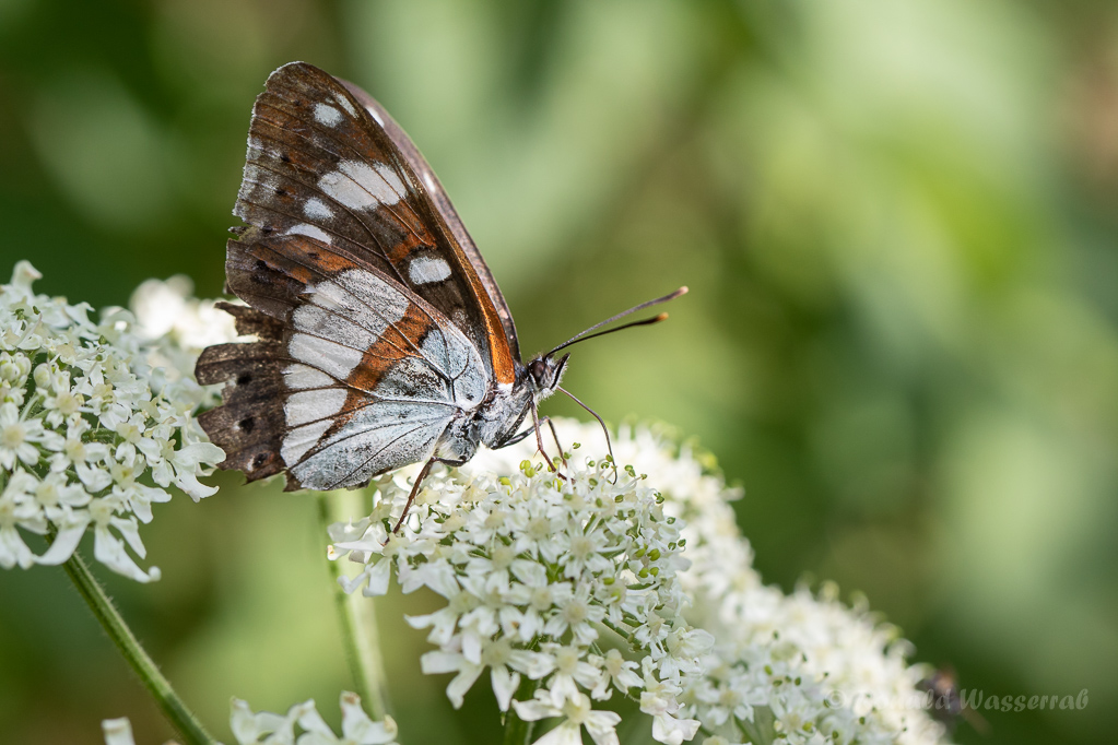 Blauschwarzer Eisvogel (Limenitis reducta)