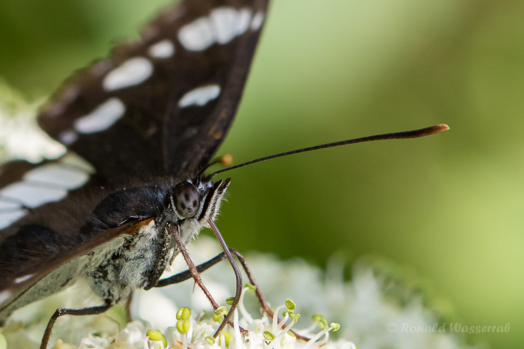 Blauschwarzer Eisvogel (Limenitis reducta)