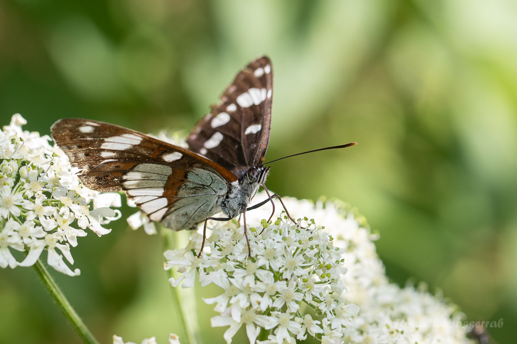 Blauschwarzer Eisvogel (Limenitis reducta)