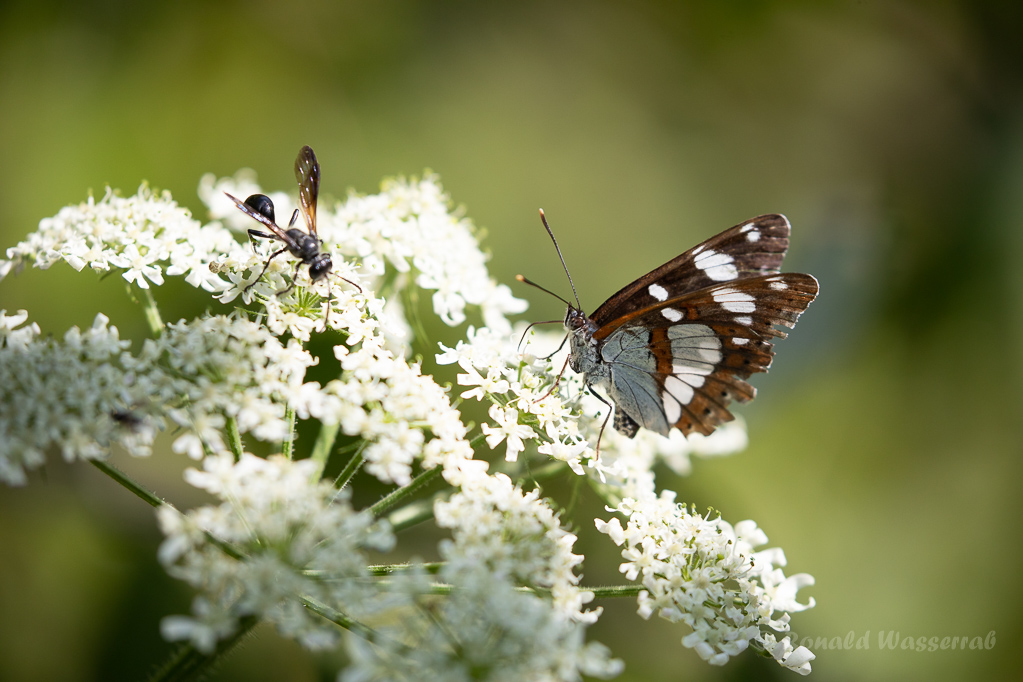 Blauschwarzer Eisvogel (Limenitis reducta) und Stahlblauer Grillenjäger