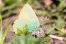 Brombeer-Zipfelfalter (Callophrys rubi)