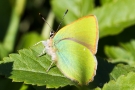 Brombeer-Zipfelfalter (Callophrys rubi)