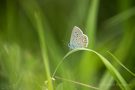 Hauhechel-Bläuling (Polyommatus icarus) am Winklerberg