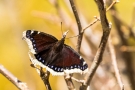 Trauermantel (Nymphalis antiopa)