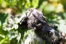 Raupen des Kleinen Fuchses (Aglais urticae)