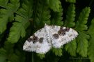 Schwarzbraunbinden-Blattspanner (Xanthorhoe montanata)