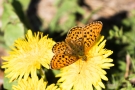 Braunfleckiger Perlmutterfalter (Boloria selene)