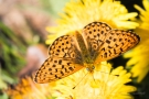 Braunfleckiger Perlmutterfalter (Boloria selene)