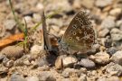 Hauhechel-Bläulinge (Polyommatus icarus) saugen Mineralien am Badberg