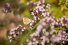 Hauhechel-Bläuling (Polyommatus icarus) am Badberg