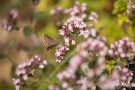 Hauhechel-Bläuling (Polyommatus icarus) am Badberg