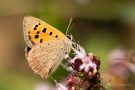 Kleiner Feuerfalter (Lycaena phlaeas) Badberg