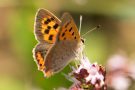 Kleiner Feuerfalter (Lycaena phlaeas) Badberg