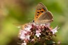 Kleiner Feuerfalter (Lycaena phlaeas) Badberg