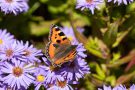 Kleiner Fuchs (Aglais urticae)