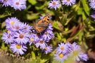 Kleiner Fuchs (Aglais urticae)