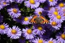 Kleiner Fuchs (Aglais urticae)