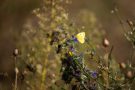 Hufeisenklee-Gelbling (Colias alfacariensis) am Winklerberg